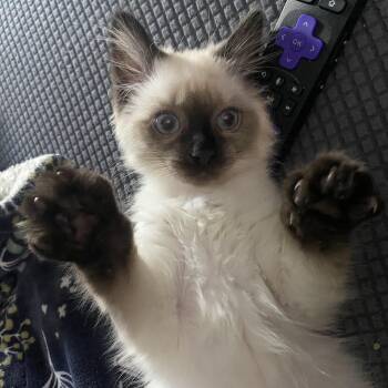 Ragdoll Cats Available for Adoption in New Franklin, Ohio - Freya | PetCurious