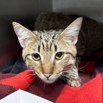 Domestic Short Hair Cats Available for Adoption in Oak Park, Illinois - Froggy | PetCurious