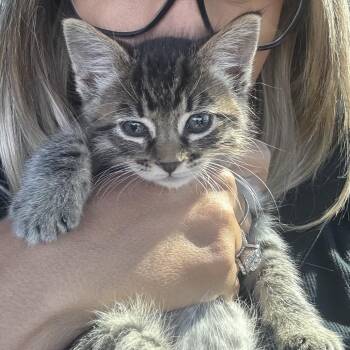 Cash (C000-234) -  Domestic Short Hair Cat for Adoption in Chino Hills, California - Cash (C000-234) | PetCurious