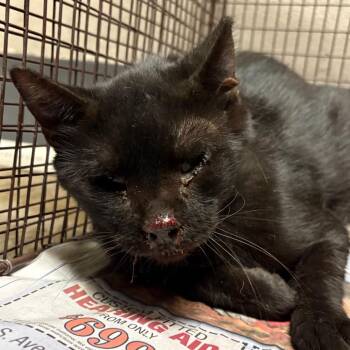 Grumps -  Domestic Short Hair Cat for Adoption in Yuma, Arizona - Grumps | PetCurious