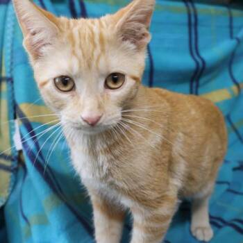 Warren -  Domestic Short Hair Cat for Adoption in Thief River Falls, Minnesota - Warren | PetCurious