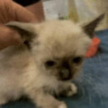 Sweater -  Siamese Cat for Adoption in Brevard, North Carolina - Sweater | PetCurious