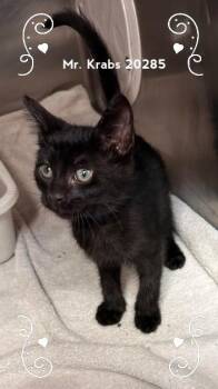 MR. KRABS (see the SpongeBob crew) -  Domestic Short Hair Cat for Adoption in Marietta, Georgia - MR. KRABS (see The SpongeBob Crew) | PetCurious