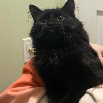 Domestic Long Hair Cats Available for Adoption - First Mate | PetCurious