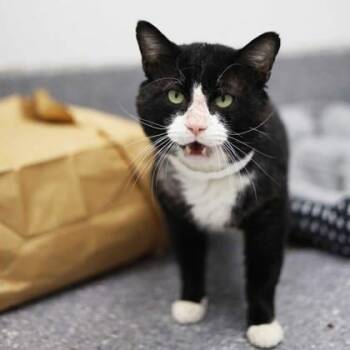 Domestic Short Hair Cats Available for Adoption in Atlanta, Georgia - Kylo | PetCurious