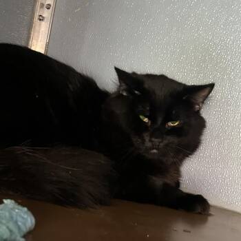 Squirtle -  Domestic Long Hair Cat for Adoption in Uniontown, Pennsylvania - Squirtle | PetCurious