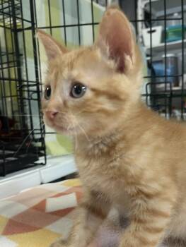 Bramble -  Tabby Cat for Adoption in Nacogdoches, Texas - Bramble | PetCurious