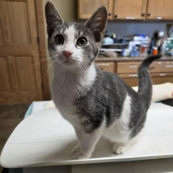 Fawn -  Domestic Short Hair Cat for Adoption in Lancaster, Kentucky - Fawn | PetCurious