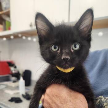 Fruit Bat -  Domestic Short Hair Cat for Adoption in Pullman, Washington - Fruit Bat | PetCurious