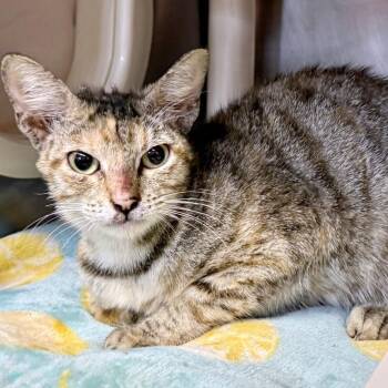 Doodlebob -  Domestic Short Hair Cat for Adoption in Austin, Texas - Doodlebob | PetCurious