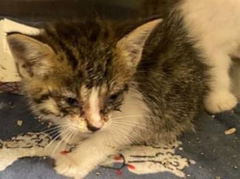 JOHN READY -  Domestic Medium Hair Cat for Adoption in Tustin, California - JOHN READY | PetCurious