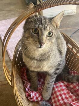Rescue Tiger Cats for Adoption in Santa Cruz, California - Spunky | PetCurious