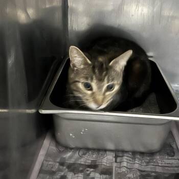 Domestic Short Hair Cats Available for Adoption in Clanton, Alabama - Flower | PetCurious