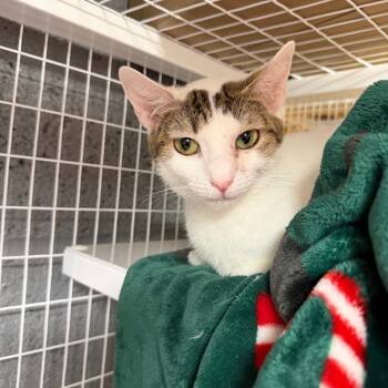 Mama Ginger Snap -  Domestic Short Hair Cat for Adoption - Mama Ginger Snap | PetCurious