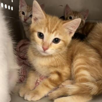 Ron Weasley -  Domestic Short Hair Cat for Adoption in Durango, Colorado - Ron Weasley | PetCurious