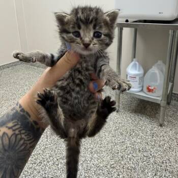 Flounder -  Domestic Short Hair Cat for Adoption in Morganton, North Carolina - Flounder | PetCurious