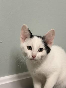 Dr. Furtwangler -  Domestic Short Hair Cat for Adoption in Dale City, Virginia - Dr. Furtwangler | PetCurious