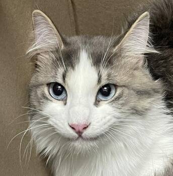 Alby -  Domestic Medium Hair and Siamese Cat Available for Adoption in Golden, Colorado - Alby | PetCurious