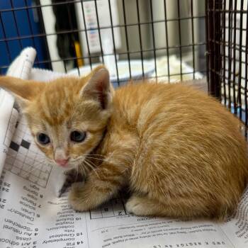 Neptune -  Domestic Short Hair Cat for Adoption in Galveston, Texas - Neptune | PetCurious