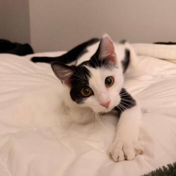 Sweety -  Domestic Short Hair Cat for Adoption in Cumming, Georgia - Sweety | PetCurious