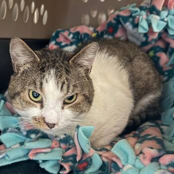 Banjo -  Domestic Short Hair Cat for Adoption in Concord, New Hampshire - Banjo | PetCurious