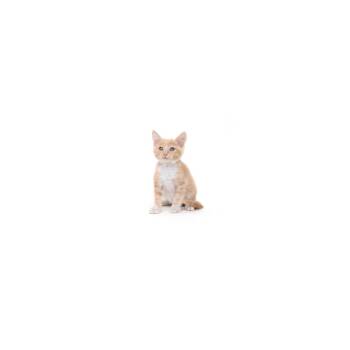 Gordo -  Domestic Short Hair Cat for Adoption in Los Angeles, California - Gordo | PetCurious