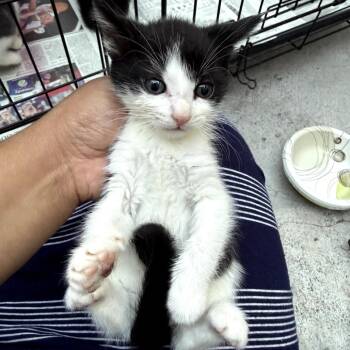 Pete or Petra -  Domestic Short Hair Cat for Adoption in Los Angeles, California - Pete Or Petra | PetCurious