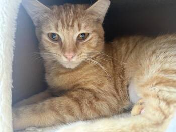 Kelly Garrett -  Domestic Short Hair and Tabby Cat for Adoption in Chandler, Arizona - Kelly Garrett | PetCurious