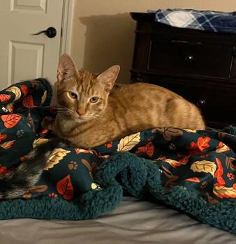 Theo -  Domestic Short Hair Cat for Adoption in Houston, Texas - Theo | PetCurious