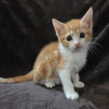 Mouse -  Domestic Short Hair Cat for Adoption in Baytown, Texas - Mouse | PetCurious