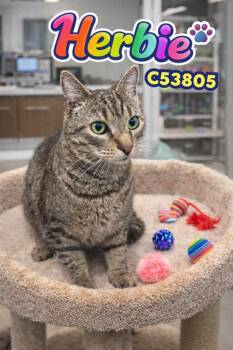 Domestic Short Hair Cats Available for Adoption in Clarksville, Tennessee - Herbie | PetCurious