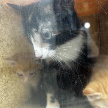 Neddy -  Domestic Short Hair Cat for Adoption in Philadelphia, Pennsylvania - Neddy | PetCurious