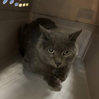 Christian -  Domestic Short Hair Cat for Adoption in Lynchburg, Virginia - Christian | PetCurious