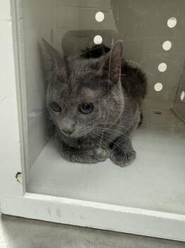 William(681) -  Domestic Short Hair Cat for Adoption in Marietta, Georgia - William(681) | PetCurious