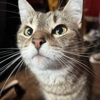 Domestic Short Hair Cats Available for Adoption in Harrisonburg, Virginia - Lemon Pie | PetCurious