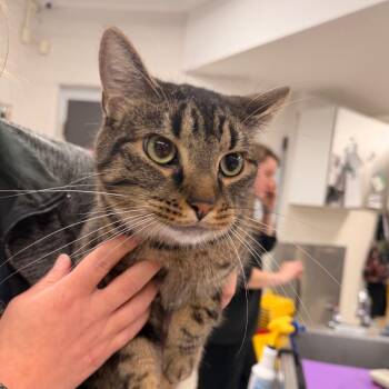 Guideon -  Domestic Short Hair Cat for Adoption in Indianapolis, Indiana - Guideon | PetCurious