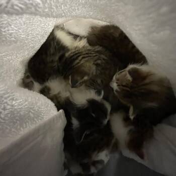 Spike -  Domestic Medium Hair Cat for Adoption in Eureka Springs, Arkansas - Spike | PetCurious