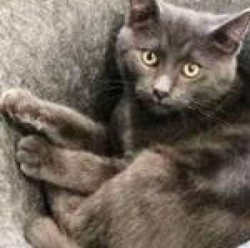 Rescue Domestic Short Hair Cats for Adoption in Lebanon, Pennsylvania - Goose | PetCurious