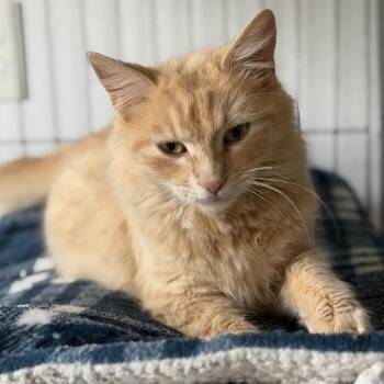 Domestic Long Hair Cats Available for Adoption - Billy | PetCurious