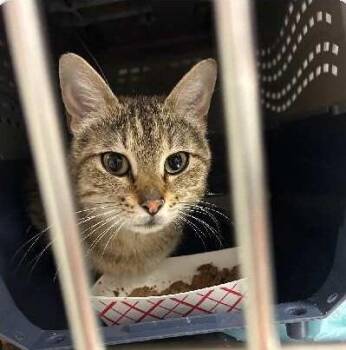 Dragon Fruit -  Domestic Short Hair Cat for Adoption in Ogden, Utah - Dragon Fruit | PetCurious