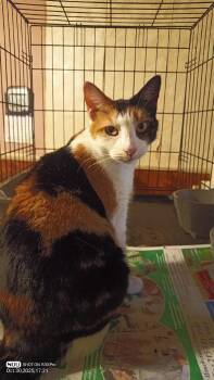 Rescue Calico Cats for Adoption in Yardley, Pennsylvania - Labubu | PetCurious