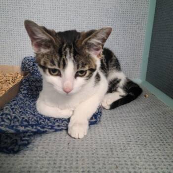 Vader -  Domestic Short Hair Cat for Adoption in Russellville, Kentucky - Vader | PetCurious