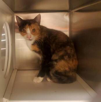 BISCUT -  Domestic Short Hair Cat for Adoption in St. Louis, Missouri - BISCUT | PetCurious