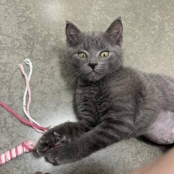 Meowchi -  Domestic Short Hair Cat for Adoption in Philadelphia, Pennsylvania - Meowchi | PetCurious