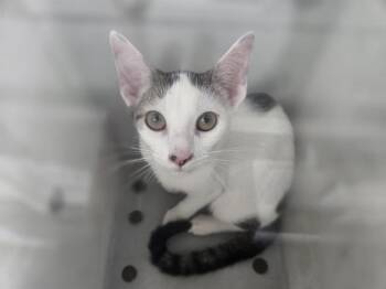 WAFFLES -  Domestic Short Hair Cat for Adoption in Dallas, Texas - WAFFLES | PetCurious