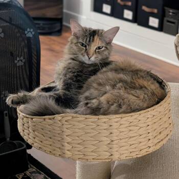 Apple Fritter -  Domestic Medium Hair Cat for Adoption in Richmond, Virginia - Apple Fritter | PetCurious