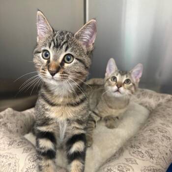 Lee -  Domestic Short Hair Cat for Adoption in Fort Lauderdale, Florida - Lee | PetCurious