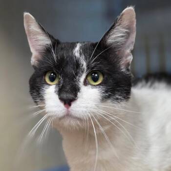 Domestic Short Hair Cats Available for Adoption in Chatham, Virginia - Box Wood | PetCurious