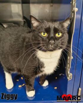 Domestic Short Hair Cats Available for Adoption in Maryville, Tennessee - Ziggy | PetCurious