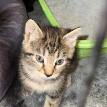 Wren -  Domestic Short Hair Cat for Adoption in Lynchburg, Virginia - Wren | PetCurious